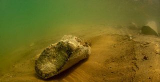 Dünyada İlk Kez Kara Canlısının Fosili Yamula Barajı'nda Su Altında Bulundu