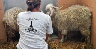 İzmir Büyükşehir Belediyesi Tarsus'a 57 yaban hayvanı gönderdi