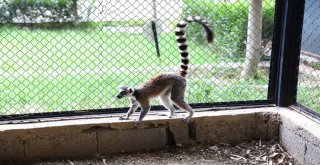 Hayvan Parkının Yeni Misafirleri; Lemurlar