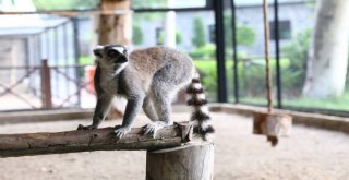 Hayvan Parkının Yeni Misafirleri; Lemurlar