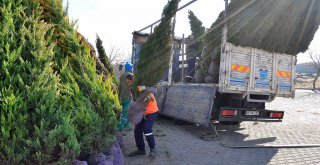 Büyükşehir 220 günde 5 bin ağaç dikti