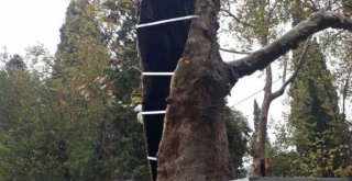 İzmir Büyükşehir Belediyesi’nden anıt ağaçlara gençlik aşısı