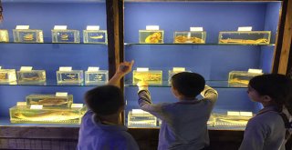 Antalya'nın deniz yaşamı bu müzede