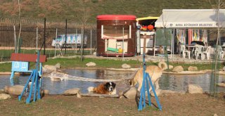 Bursa'nın emekli hayvanlar çiftliği