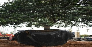 Turunçgil Bahçesinin İlk Anıt Ağacı Dikildi