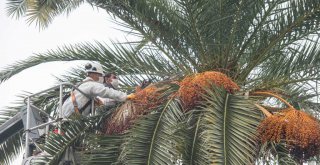 Palmiye ağaçlarına koruma kalkanı