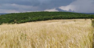Buğdayın atası artık Bursa'da üretiliyor