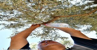 Sinek tuzağa takıldı, 82 bin zeytin ağacı kurtuldu