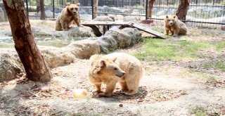 Tarsus Hayvan Parkına Sıcak Ayarı