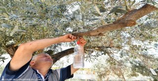 Sinek tuzağa takıldı, 82 bin zeytin ağacı kurtuldu