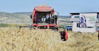 Başkan Soyer buğday hasadı yaptı