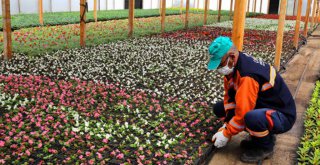 Baharın Çiçekleri Çankaya'da Açıyor