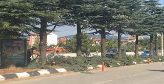 Demirci'de Ağaç Budamaları Gerçekleştiriliyor