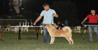 Köpek Irkları Nilüfer’de yarıştı