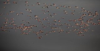 Çukurova'nın Kuşları Fotoğraflandı