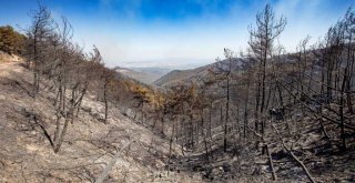 Yangının yıldönümünde Büyükşehir’den Orman İzmir raporu