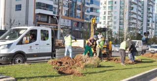 Büyükşehir 220 günde 5 bin ağaç dikti