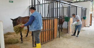 Ölüme Terk Edilen Atlar, Tarsus Doğa Parkı'nda Hayata Tutundu