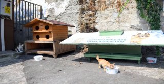 Osmangaziden Sokak Hayvanlarına Bir Kap Su