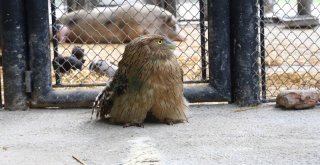 Nesli Tükenmekte Olan Balık Baykuşu, Büyükşehir'in Koruması Altında