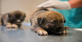 Dereye düşen yavru köpekleri belediye ekipleri kurtardı