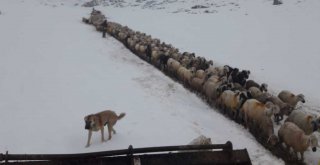 Mahsur kalan yaylacılar ve koyun sürüleri kurtarıldı