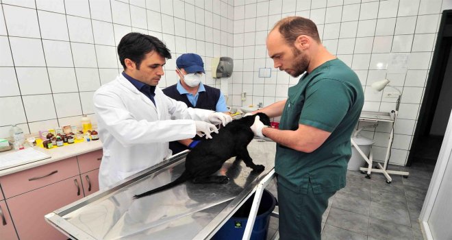 Bağcılar’da 4 Bin 644 Sokak Hayvanına Kuduz Aşısı Yapıldı
