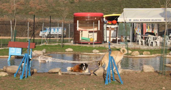 Bursa'nın emekli hayvanlar çiftliği