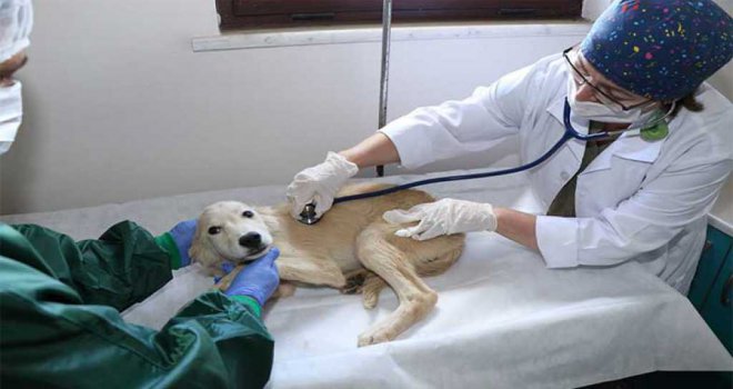 Kocaeli'de 3 bin 341 yaralı sokak hayvanı tedavi edildi