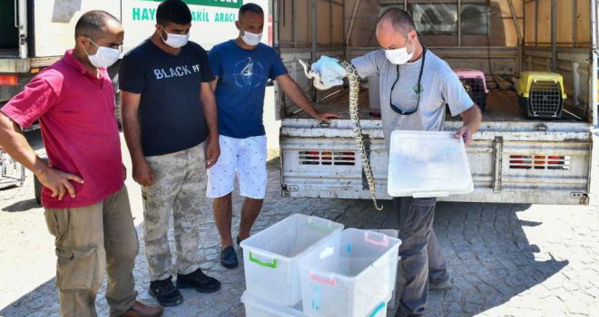 İzmir Büyükşehir Belediyesi Tarsus'a 57 yaban hayvanı gönderdi