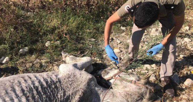 Ölüme Terk Edilen Atlar, Tarsus Doğa Parkı'nda Hayata Tutundu