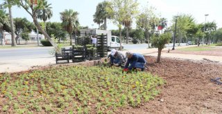 Mersinde Cadde ve Parklar Çiçek Açtı