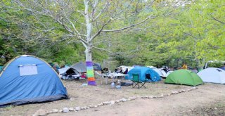 ŞAYMANA FEST'TE KEDİ VE KÖPEKLERİN BAKIMI BÜYÜKŞEHİR'DEN