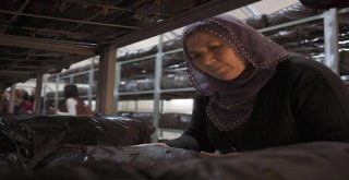 Büyükşehir Çiftçiye Umut Olmayı Sürdürüyor