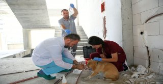 İki Duvar Arasına Sıkışan Köpek Kurtarıldı