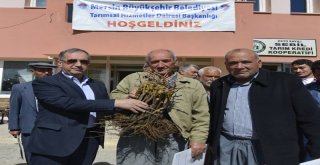 Büyükşehir'den Üreticilere 5200 Adet Aşılı Asma Fidanı