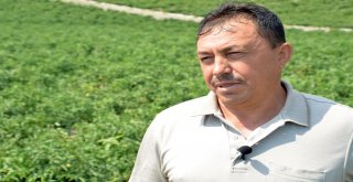 AYAŞLI ÇİFTÇİLERİN HASAT SEVİNCİ