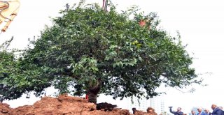 Turunçgil Bahçesinin İlk Anıt Ağacı Dikildi
