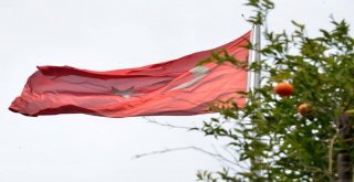 Turunçgil Bahçesinin İlk Anıt Ağacı Dikildi