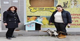KEDİLERE YENİ EVLER MUDANYA BELEDİYESİ’NDEN