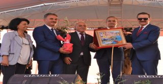 ZEYTİN FESTİVALİNE GÖRKEMLİ AÇILIŞ