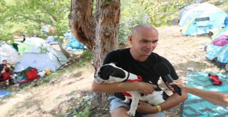 ŞAYMANA FEST'TE KEDİ VE KÖPEKLERİN BAKIMI BÜYÜKŞEHİR'DEN