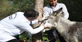 Mersin?in Bir Ucundan Bir Ucuna Kurtarma Mücadelesi