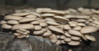 Büyükşehirle Emekler Kazanca Dönüyor