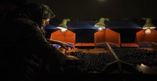 'ZEYTİNİN BAŞKENTİ GEMLİK' FOTOĞRAF YARIŞMASI SONUÇLANDI