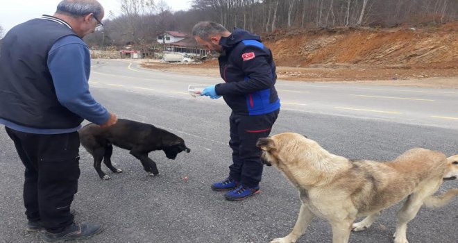 Sokak Hayvanlarına Kış Bakımı