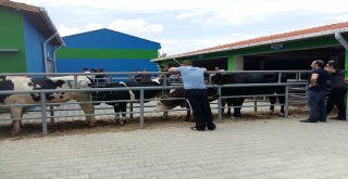 Tekirdağ'da Kurban Kesim Yerleri Belirlendi