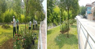 Gültepe Mahallesi gül bahçesine dönüşüyor