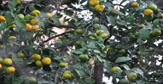 BURSA’NIN NARENCİYE CENNETİ MUDANYA…