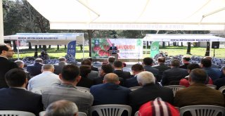 Ahududu üretiminde kalite artıyor